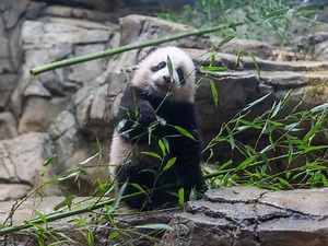January's Best Giant Panda Moments—In Video