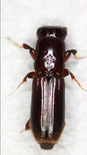 【植物園ではこんなことをやっている】No 15. カシナガ対策（前編）