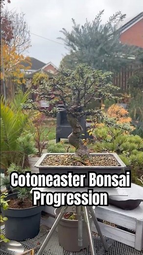 Cotoneaster Bonsai Progression: From Cuttings to Refined Bonsai
