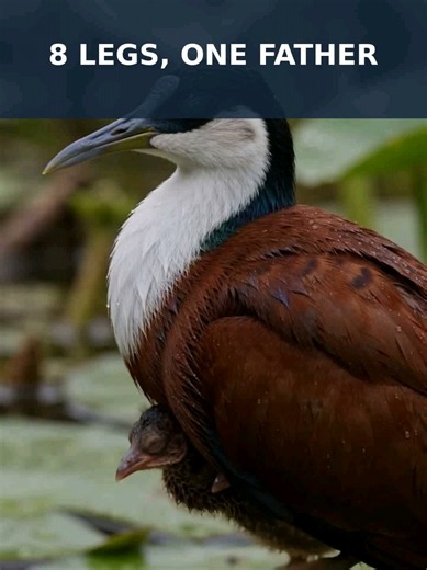 Like Florida's Waders, He Carries Four Babies Under His Wings In an African marsh, a father jacana carries all four of his chicks hidden under his wings - their tiny legs dangling like spare parts. Like the wading birds of Florida's Everglades in the United States of America, he chooses patience over panic when a hawk circles. How many legs did you count at first? #Jacana #Birds #Florida #Wildlife #BabyAnimals