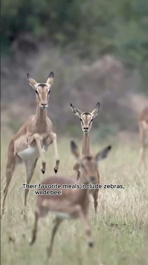 What Do Lions Eat in the Wild Lion Diet Explain |wild lion diet.