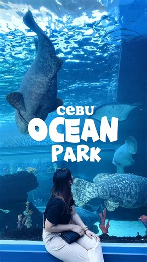 3.2K views · 24 reactions | "Diving into a world of wonder at Cebu Ocean Park! 撚 Immerse yourself in the beauty of marine life, from vibrant coral reefs to majestic sea creatures. Join us on this aquatic adventure where every moment is a splash of magic. ✨  RoxieR | Cebu Travel and Tours | Facebook