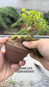 An ash tree has been potted. If you enjoy gardening tips, give it a follow. Thank you. #Bonsai #MiniBonsai #PremiumBonsai #GardeningLife #GardeningTips #garden #tips #gardening | Seed to Flower