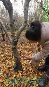 Gardening Tips: Prevent Tree Borers on Peach Trees