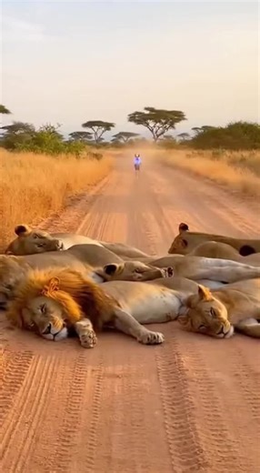 Crazy Deer Creates Unexpected Emergency in Savanna