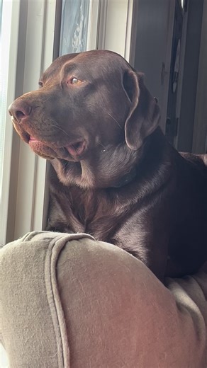 Moose on the loose on Instagram: "Warning!!!‼️ scary 😱 scream"