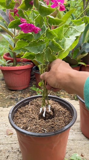 Propagating Bougainvillea Cuttings #bougainvilleaplant #gardeninspiration #propagating #PlantBased #bougainvilleaflowers | Jayson Gaylan
