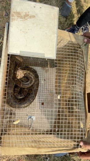 🐓 को खा कर आराम से पिंजरे में बैठा था 😱 अजगर 🐍#viral #sanke #trending #rescue