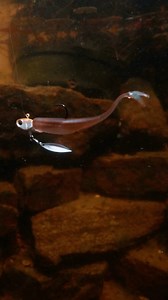 17K views · 199 reactions | The Juggle System proves that great partnerships elevate individual strengths. The Juggle Minnow brings lifelike swimming motion and incredible versatility, while the Juggle Spin Head adds the enhanced flash and reliable hookup power that seals the deal on pressured fish. Experience what intentional design can accomplish. #6thsensefishing #6thsense | 6th Sense Fishing | Facebook