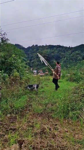 🔥 “German Shorthaired Pointer DESTROYS the Quail Hunt! (Insane Tracking Skills) #shorts #gsp #quail