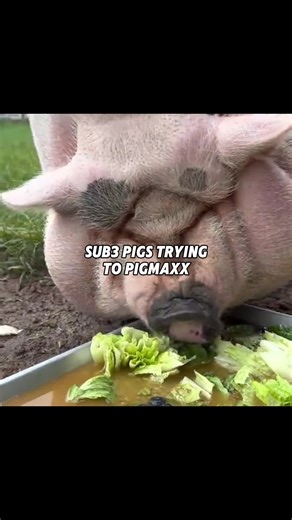 Ascend PSL scores with @JawMax #pig #pigs #animals | Pig