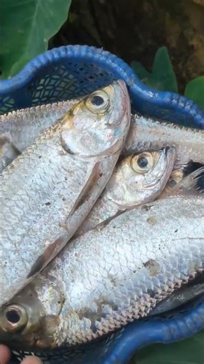 Carf Fish #safanafishing #fish #fishing #fishcatching