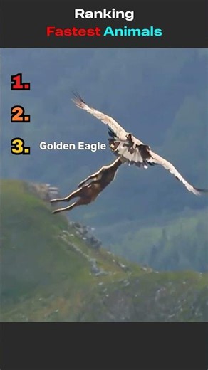 Ranking Fastest Animals on Earth #animals #wildlife