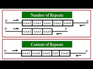 Short Tandem Repeats or STR Marker