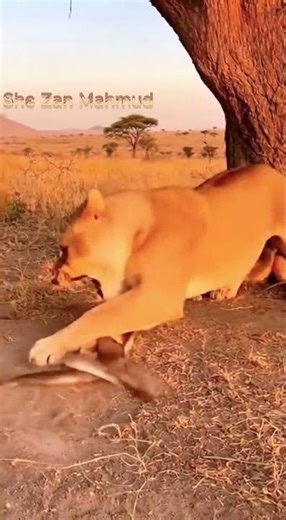 When the Lion Loses Its Temper 🦁🔥 | Snake in Danger 🐍 #animals #shorts
