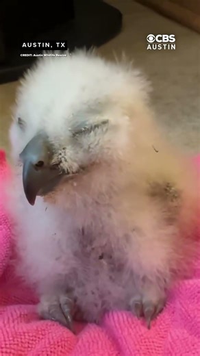 Athena's second owlet, believed to be dead, is actually alive