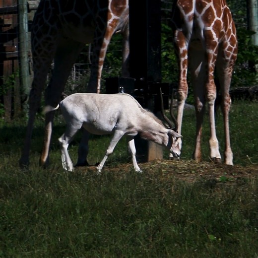 Why do the addax live among the giraffes at Blank Park Zoo? It all has to do with their natural relationship. Animals like addax spend most of their day grazing on grasses, naturally trimming them down. Giraffes however eat from way up high and have a tendency to drop a lot of extra food in the process. Instead of bending all the way down to eat what they dropped they simply let shorter animals, like addax, clean up their mess 🌳🦒🍃🦌 | Blank Park Zoo