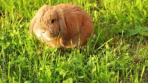 Lop-eared rabbit jumps on the lawn and chews the grass. Dwarf rabbit breed ram at sunset. Summer day.