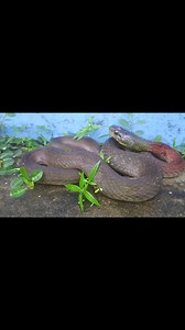 Red necked keelback (venomous and poisonous) #awareness #snakebiteawareness #snakes #RedneckedKeelback #Digboi #assam Wild Care Foundation Wildlife Rescuer Ali | Ali Faruk