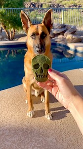 29K views · 279 reactions | Halloween dog treats recipe!  #dogs #dogmom #dogfood #rawfeddog #dog #dogtreats #kibble #reels #halloween #waffles | Kayla Kowalski Nutrition | Facebook