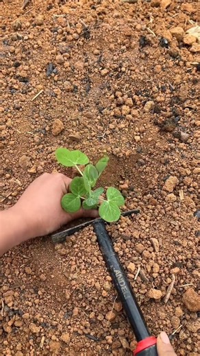 Planting Broad bean plants Tutorial #farming #shorts