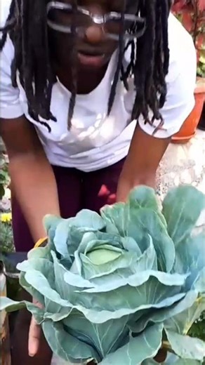 My mom grows these cabbages in containers #shorts #food #viralvideo #youtube #youtubevideo