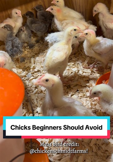 Chicks Beginners Should Avoid: Tips for Chicken Keeping