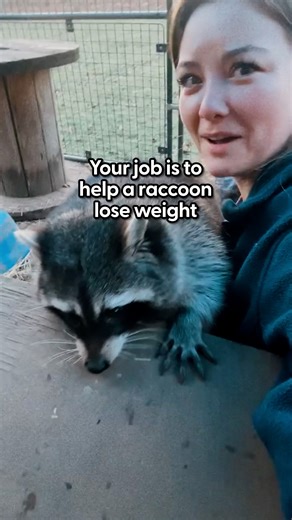 792K views · 20K reactions | Woman takes care of 70 rescue animals all by herself — and the wolf dogs prefer her daughter ❤️ We talked to Arctic Fox Daily Wildlife Rescue, Inc. about what it's like to get trampled by a fox, help raccoons along in their weight loss journey, and raise two children all in a day's work! 力 Keep up with arcticfoxdaily/ on Instagram: thedo.do/arcticfoxdaily | The Dodo | Facebook