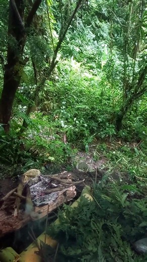 Primitive Campfire by a Beautiful Jungle River 🌿🔥 | Peaceful Forest Sounds #Shorts