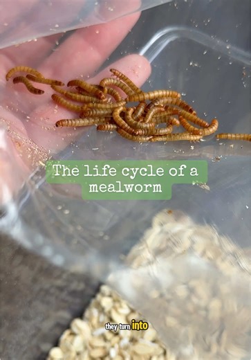Understanding the Life Cycle of Mealworms