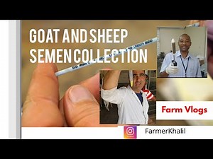 Goat and Sheep Semen Collection and Evaluation