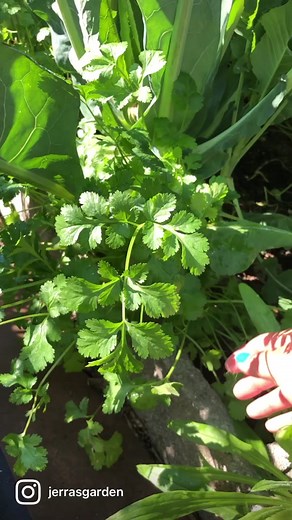 Growing Cilantro: Tips for a Successful Herb Garden