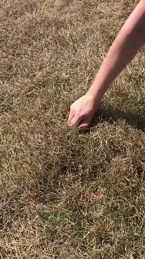 Turfgrass Damaged By Japanese Beetle Larvae