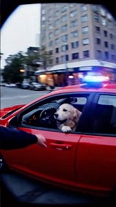 Dog Drives Car Like GTA and Escapes Police Chase