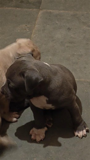 Puppy Feeding time. American Bully XL in India . American Bully puppies