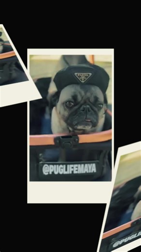 ✨ Saturday Styles Spotlight! ✨ Say hello to the ever-stylish puglimaya, rolling up in full PAWDA glam and proving once again that fashion isn’t just for humans, it’s a whole pug lifestyle! 😎🐶🖤 At Perfectly Posh Pets, we LOVE seeing your perfectly posh pups showing off their unique flair in our stylish apparel and accessories. Whether it’s a chic hat, a cozy fit, or a full glam moment like Maya’s — your photos always make our day! 📸💫 Want to be featured? Don’t forget to tag us and use Perfec
