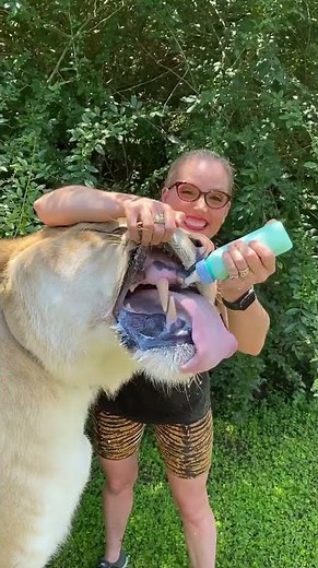 Liger with the biggest Teeth 🤯