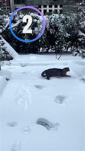 Cat vs Snow。Cat Regrets Everything 😂❄️🐱 #cat#funnycat#catsnow#petshorts#catregret#cutecat