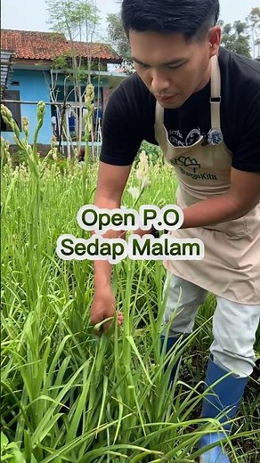 Sedap Malam Siap Harumkan Rumahmu di Hari Raya! OPEN PO! 2026