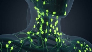 The female body lymphatic system