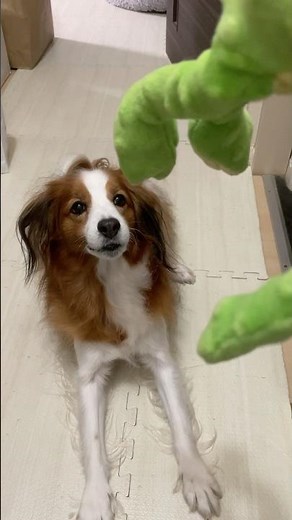 獲物をゲットしたらすぐに帰っていくコイケルボーイ。