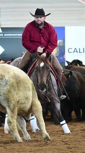All About Crystal: Novice 5k Horse Show Insights