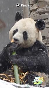 63K views · 2.4K reactions | Look, this panda invents a new dance move, the ear dance in the snow. (Yi Bao) #snow #cute #adorable #panda #HiPanda #PandaMoment #CCRCGP #PandaLife For more panda information, please check out: https://en.ipanda.com | iPanda | Facebook