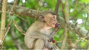 7.1K views · 396 reactions | Waiting Mom Jovin Delivery Next Newborn Baby. She Look Term In Labor. How Is Skinny Baby Jovie? #LovelyMonkey | Lovely Monkey | Facebook