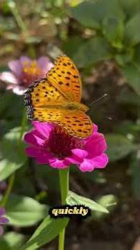 🦋 Interesting Facts About Butterflies
