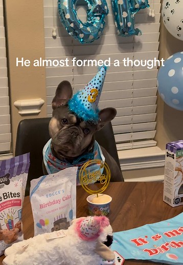 The World of French Bulldogs