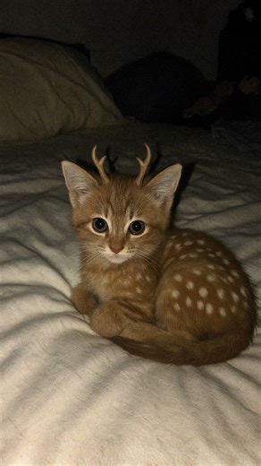 6.6M views · 97K reactions | Deer Kitty 歷 Collaboration with @wish_ai_creator ✨ #cat #kitten #cutecat #catlover #animal #deer #hybrid | Cat Vlog | Facebook