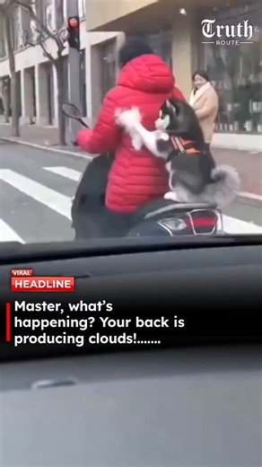 Truth Route News on Instagram: "A 6-second clip shows a husky dog riding on a scooter, shedding fur so profusely that it creates a cloud-like effect on the passenger seat. The Korean caption humorously exaggerates the scene, making it look as if clouds are literally emerging from the dog’s back. The video has charmed viewers with the husky’s fluffy antics, drawing laughs as people compare the fur explosion to feathers bursting from a jacket. #HuskyLife, #FluffyCloud, #DogShedding, #FunnyPets, #S