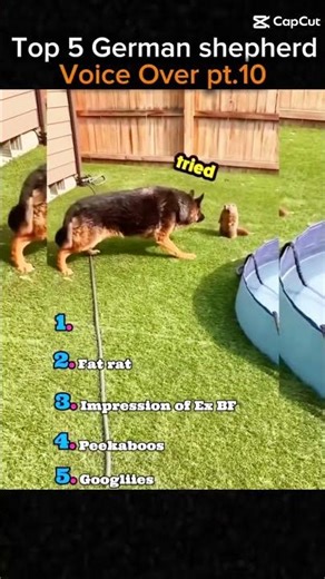 Top 5 German shepherd voice overs!!! #fypシ゚ #cat #funny #shorts #httyd #roblox #edit #lol #minecraft