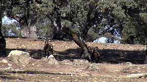Lances inaugura temporada de monterías en Villanueva de Córdoba